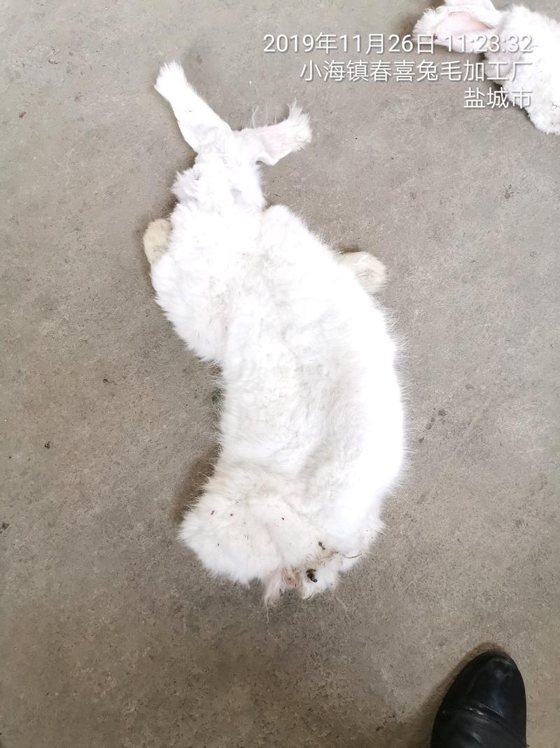 江苏盐城市大丰春喜兔业供应各种长毛兔皮及各种规格的肉兔皮
