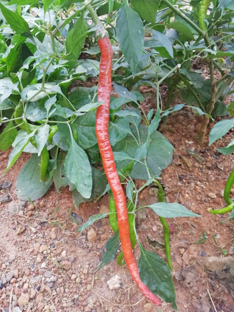 百亩辣椒苗基地，可以发往全国，需要的量大，可以量大从优