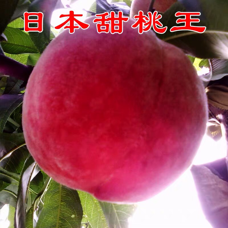 桃树苗【极早520红美脆桃苗】嫁接早熟桃美脆桃树苗木