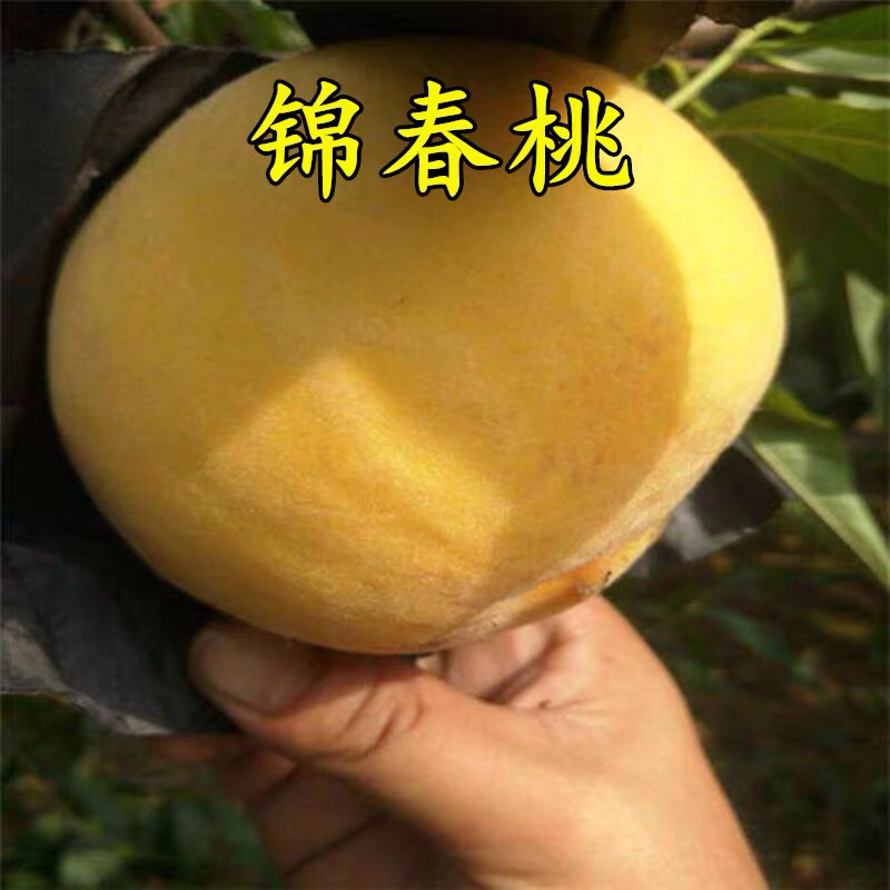 桃树苗【极早520红美脆桃苗】嫁接早熟桃美脆桃树苗木