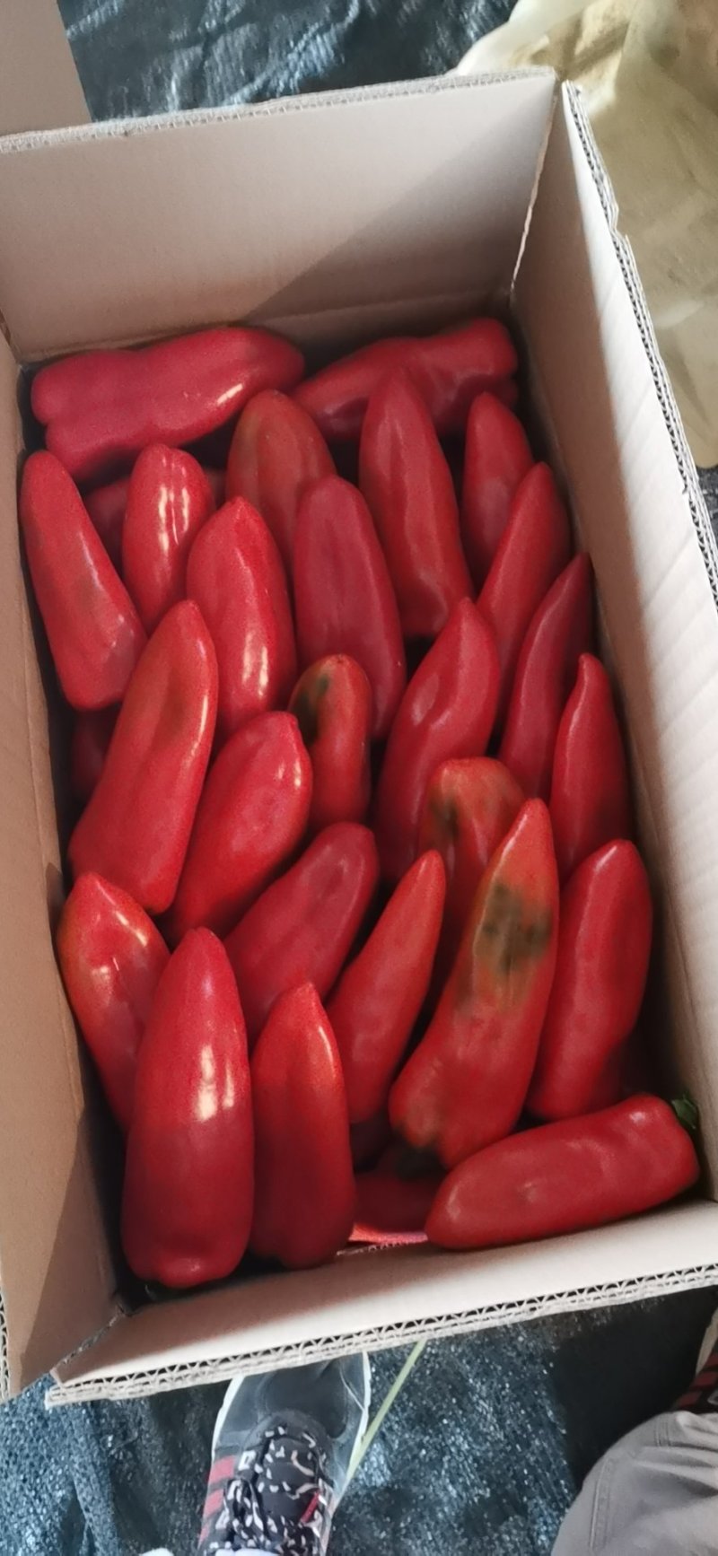 大红泡椒