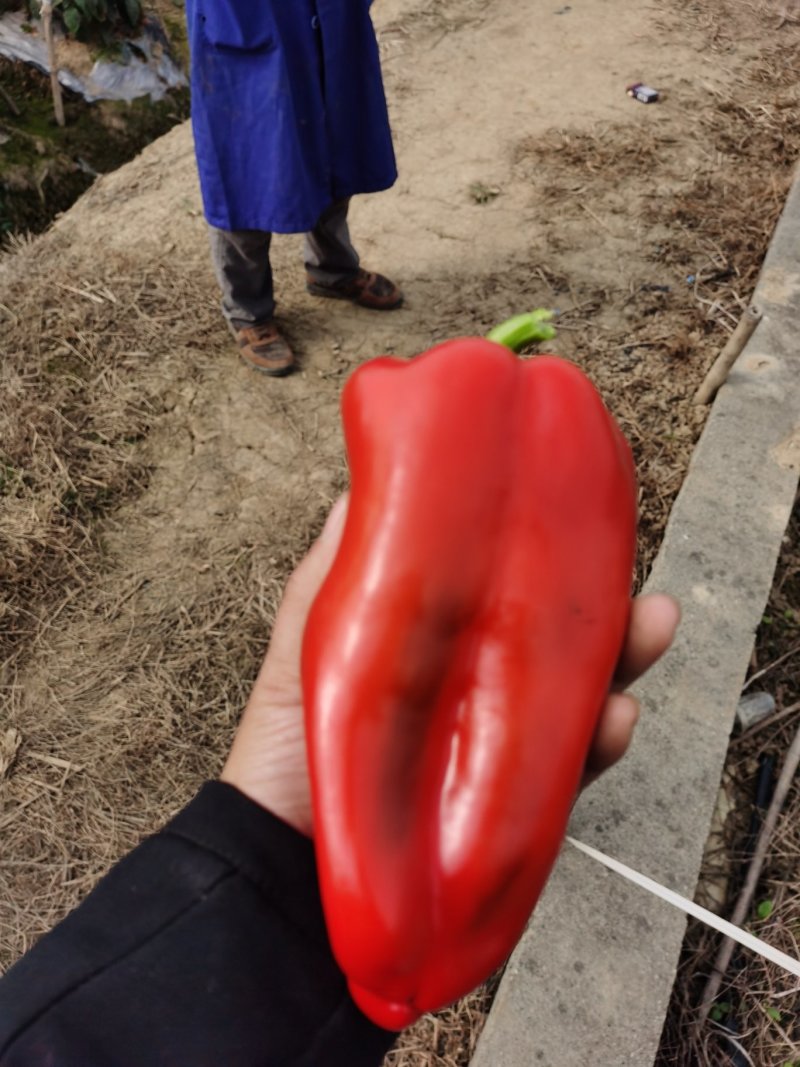大红泡椒