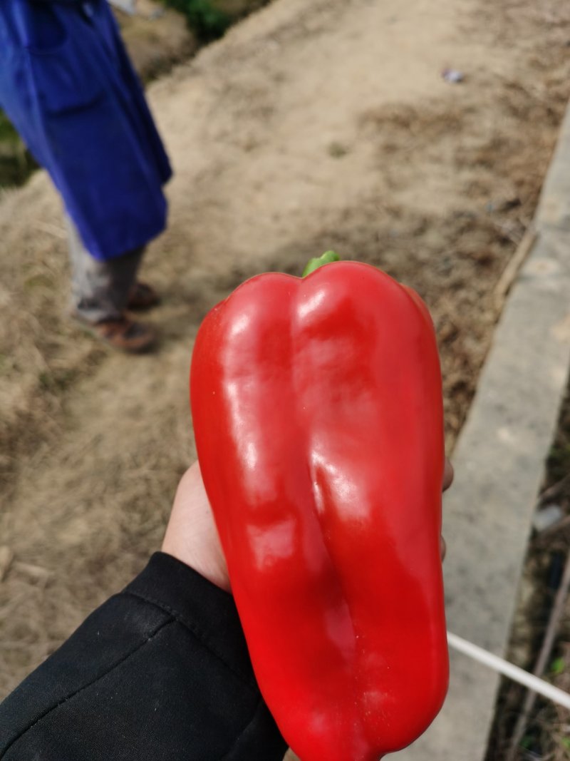 大红泡椒