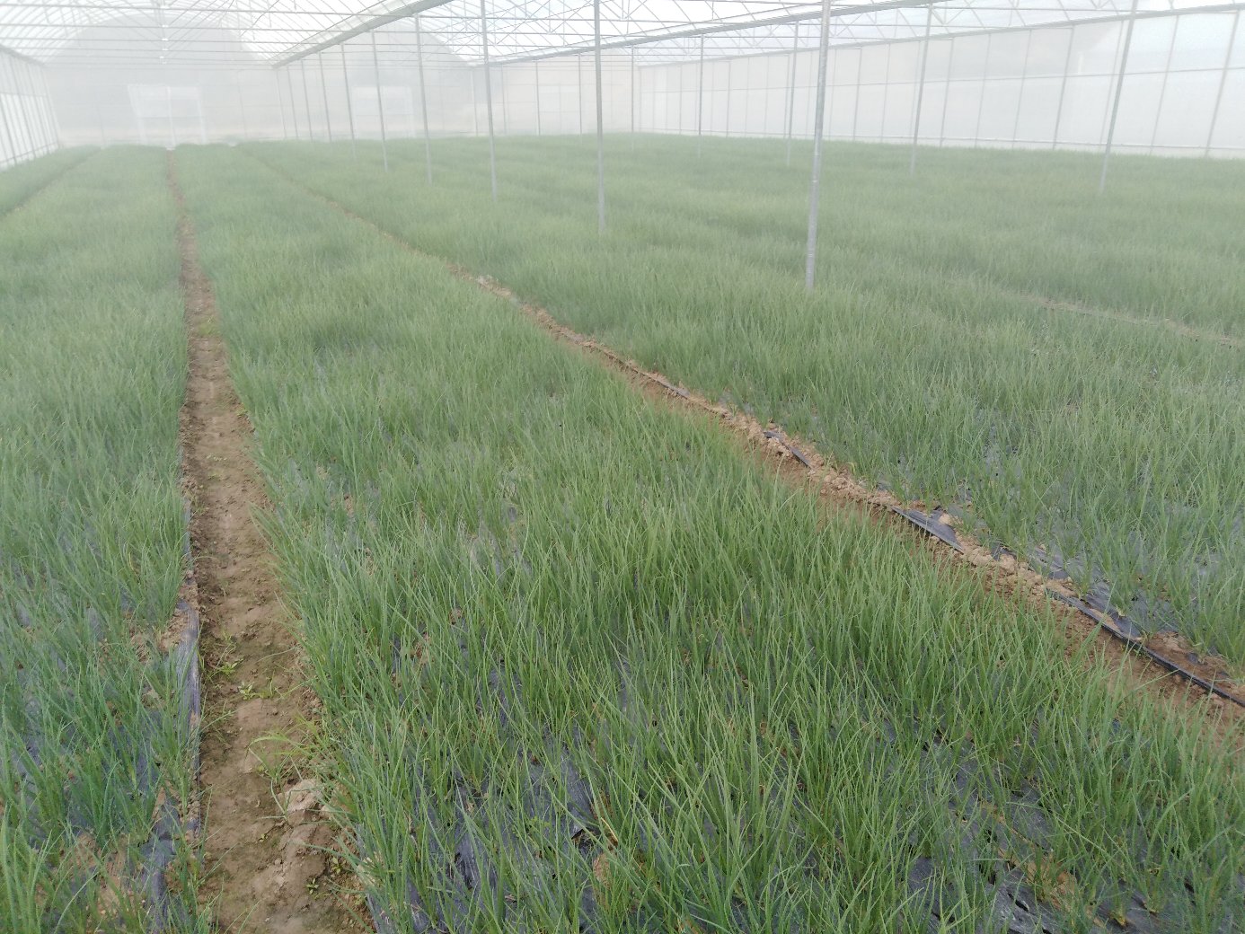 小葱幼苗在温室中生长情况