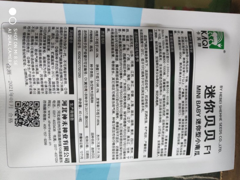 迷你小绿贝贝南瓜种子香甜板栗味板栗蔬菜种子大全四季春秋种