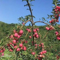 鸡心果！学名：锦绣海棠