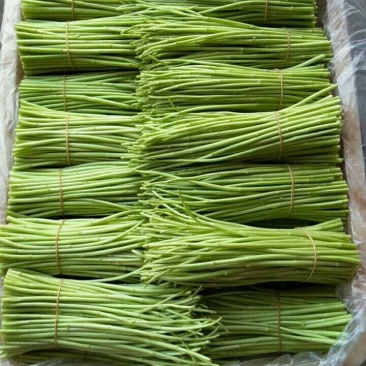 云南野生精品芦蒿，可视频看货，产地直供，支持线上保障交易