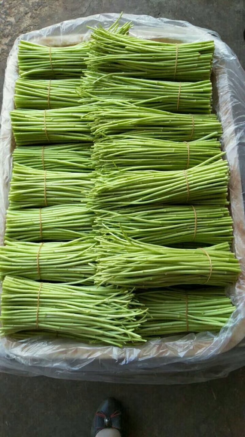 云南野生精品芦蒿，可视频看货，产地直供，支持线上保障交易