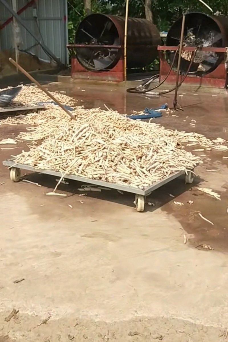 白芍各种规格一手货源产地批发价供应