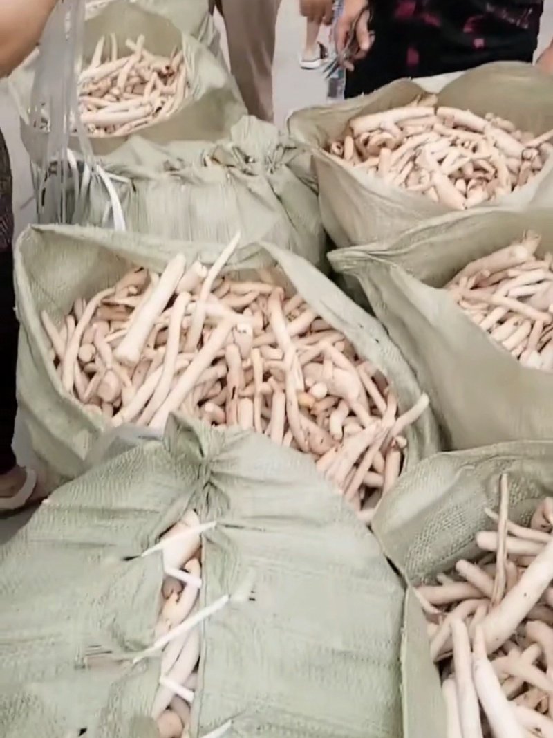 白芍各种规格一手货源产地批发价供应