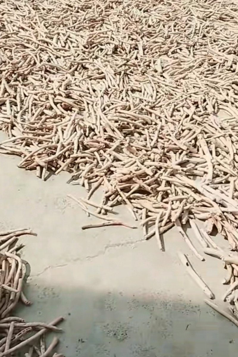 白芍各种规格一手货源产地批发价供应