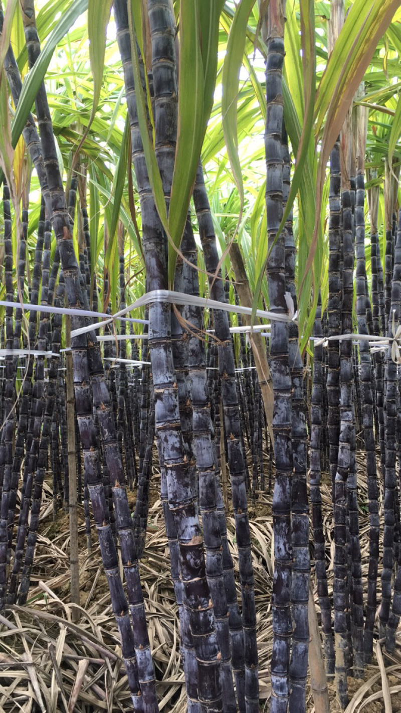 热卖黑皮甘蔗产地直销，质量好，诚信经营，货源充足，