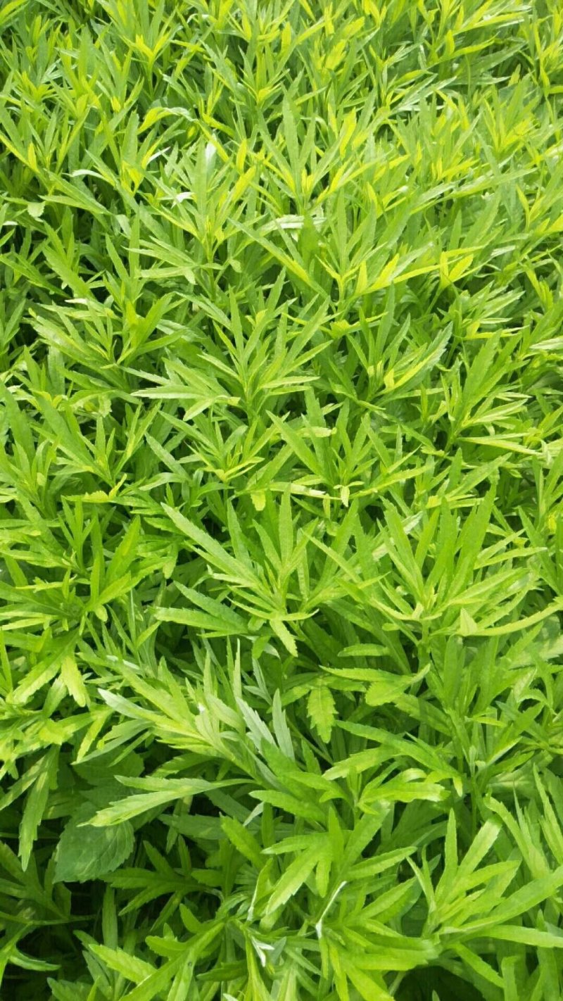 云南野生精品芦蒿，可视频看货，产地直供，支持线上保障交易