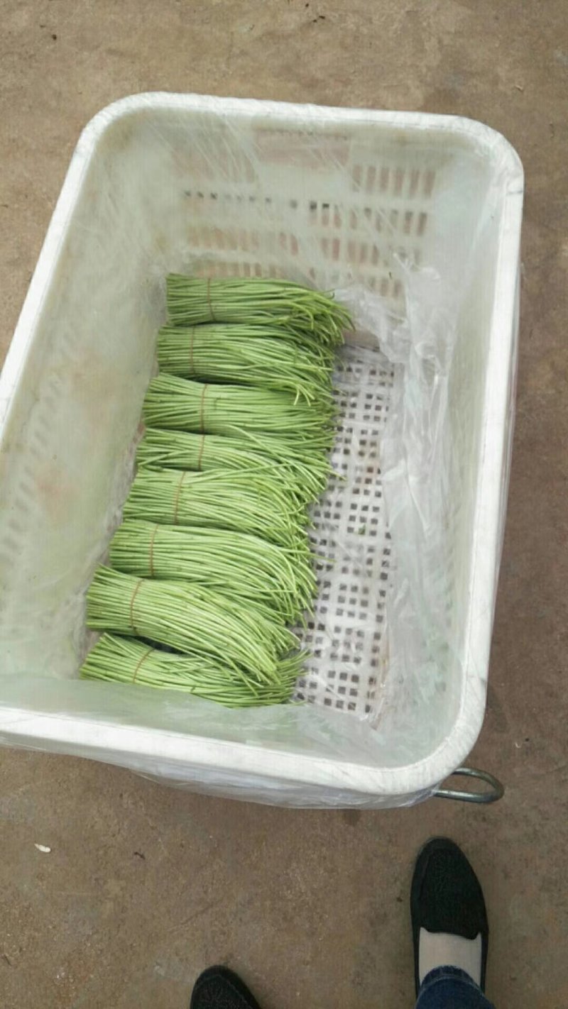 云南野生精品芦蒿，可视频看货，产地直供，支持线上保障交易