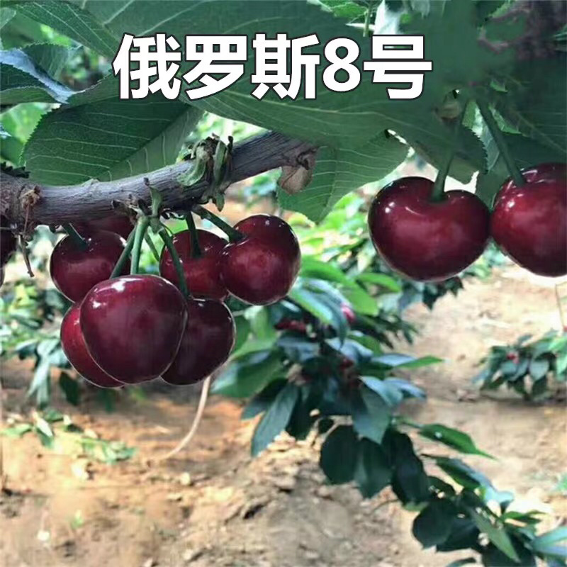 樱桃树苗嫁接樱桃树苗当年结果黑珍珠美早俄八高产樱桃树苗