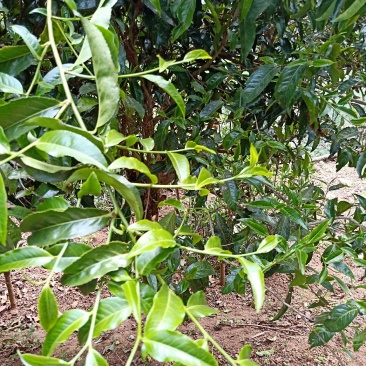 正宗云南古树大树茶，红茶，白茶。