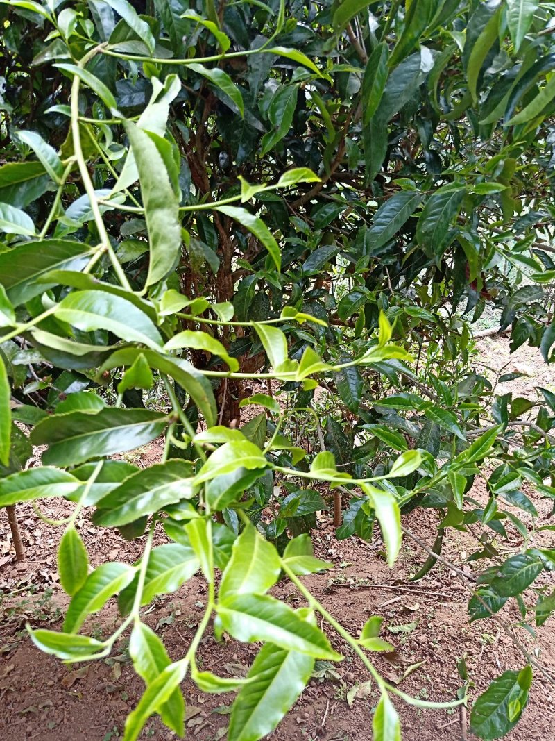 正宗云南古树大树茶，红茶，白茶。