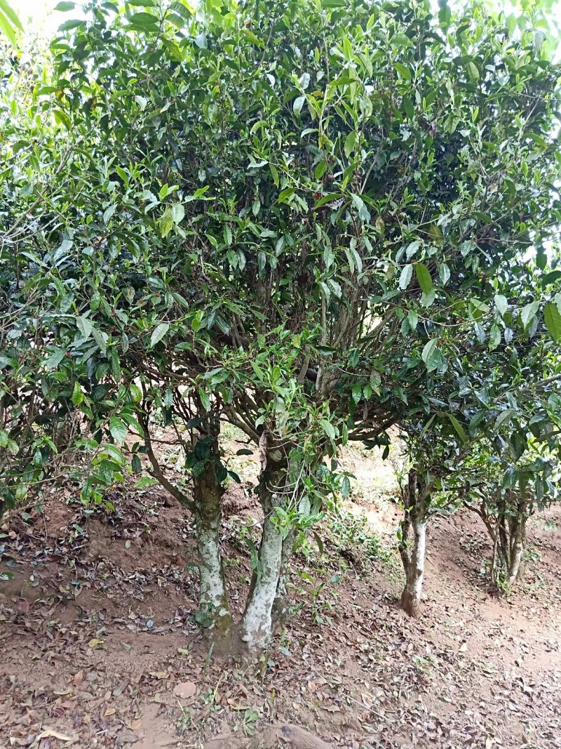 正宗云南古树大树茶，红茶，白茶。
