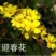 迎春花苗迎春花室外树苗户外盆栽苗地栽苗庭院绿化苗