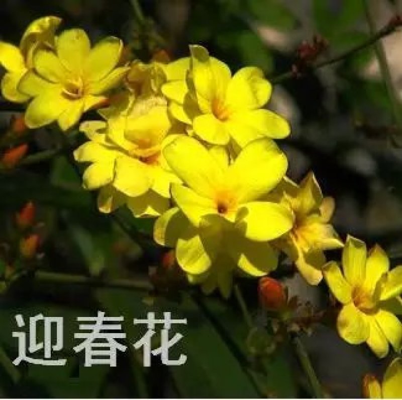 迎春花苗迎春花室外树苗户外盆栽苗地栽苗庭院绿化苗