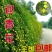 迎春花苗迎春花室外树苗户外盆栽苗地栽苗庭院绿化苗