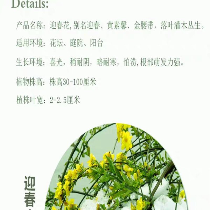 迎春花苗迎春花室外树苗户外盆栽苗地栽苗庭院绿化苗