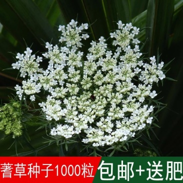 欧洲蓍草种子混色多年生锯草花四季易种耐寒花卉蜈蚣草一支蒿