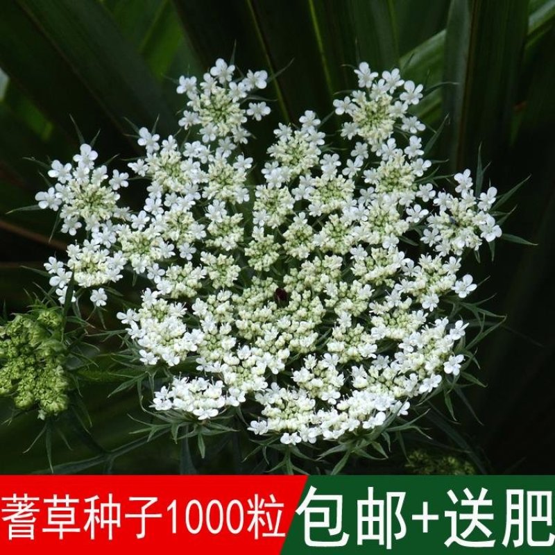 欧洲蓍草种子混色多年生锯草花四季易种耐寒花卉蜈蚣草一支蒿
