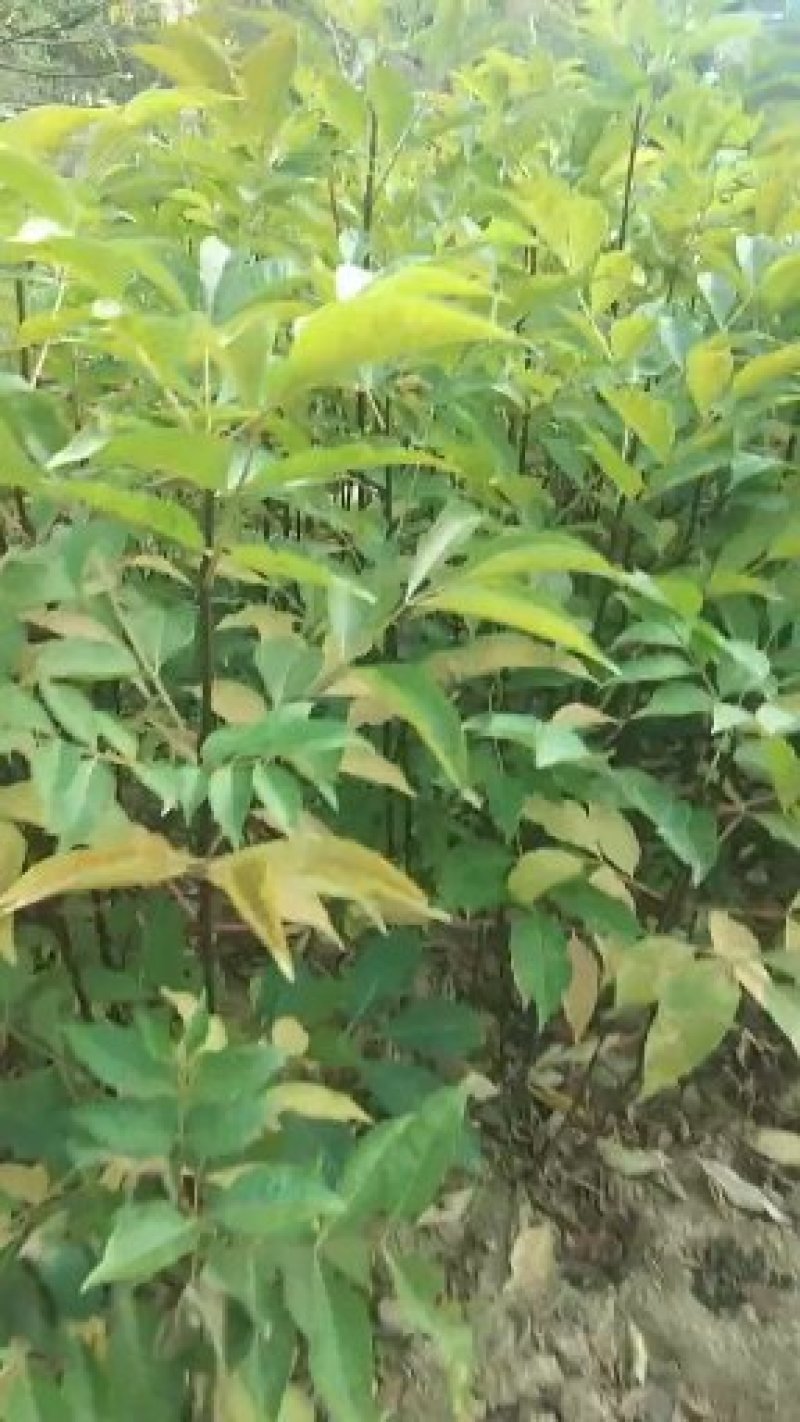 吴茱萸苗，来自基地吴茱萸苗，现挖现卖