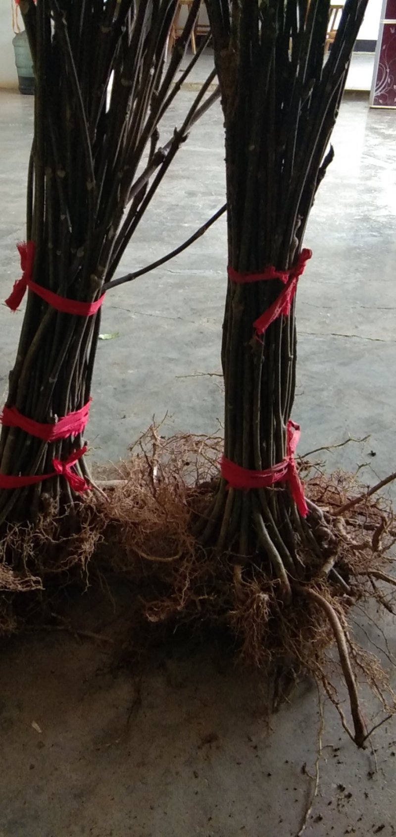 吴茱萸苗，来自基地吴茱萸苗，现挖现卖
