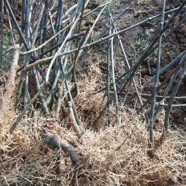吴茱萸苗，来自基地吴茱萸苗，现挖现卖