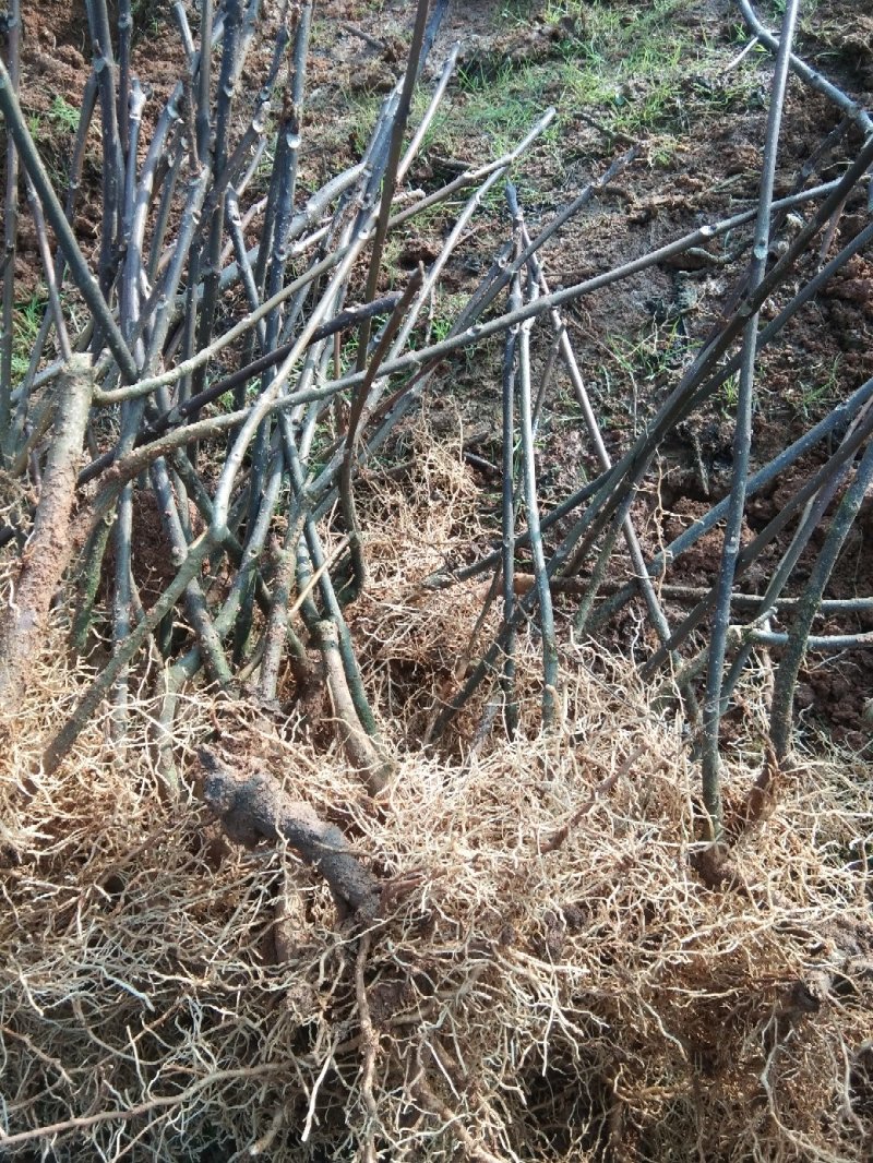 吴茱萸苗，来自基地吴茱萸苗，现挖现卖