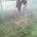 皇妃芹菜大量有货产地直供量大从优规格齐全欢迎联系