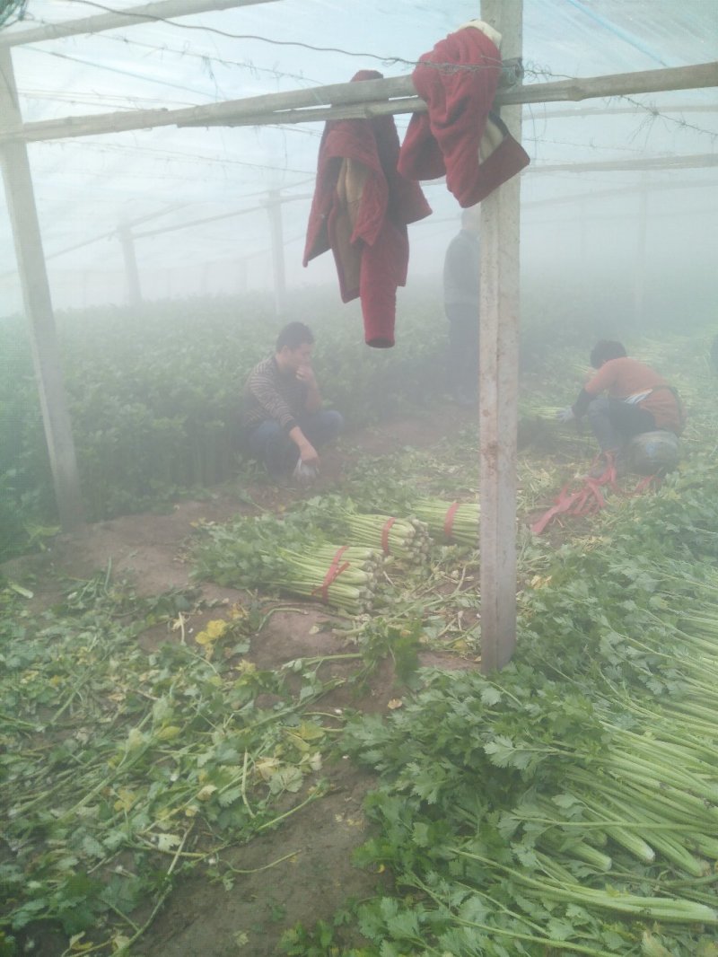 皇妃芹菜大量有货产地直供量大从优规格齐全欢迎联系