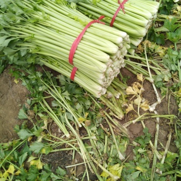 皇妃芹菜大量有货产地直供量大从优规格齐全欢迎联系