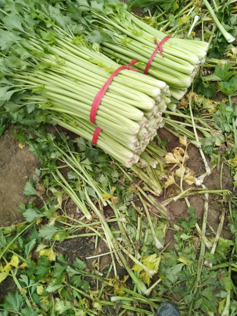 皇妃芹菜大量有货产地直供量大从优规格齐全欢迎联系