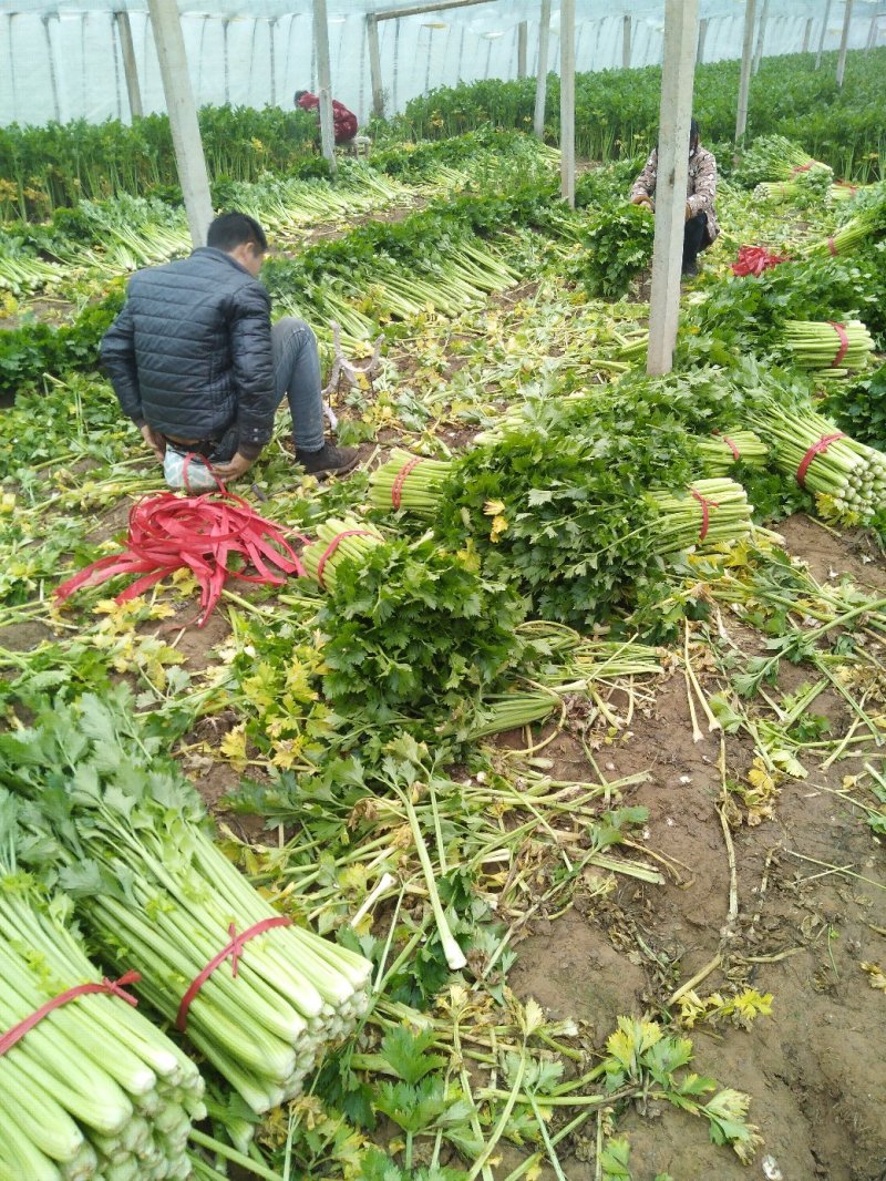 皇妃芹菜大量有货产地直供量大从优规格齐全欢迎联系