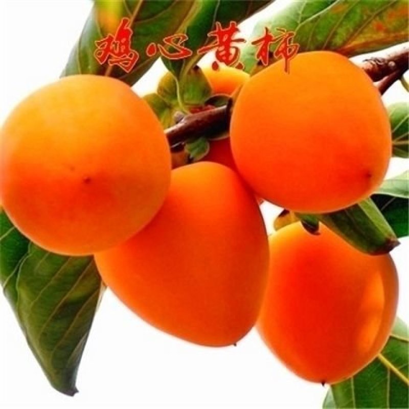柿子树苗嫁接日本甜脆柿地栽南北方种植特大无核当年结果黑柿