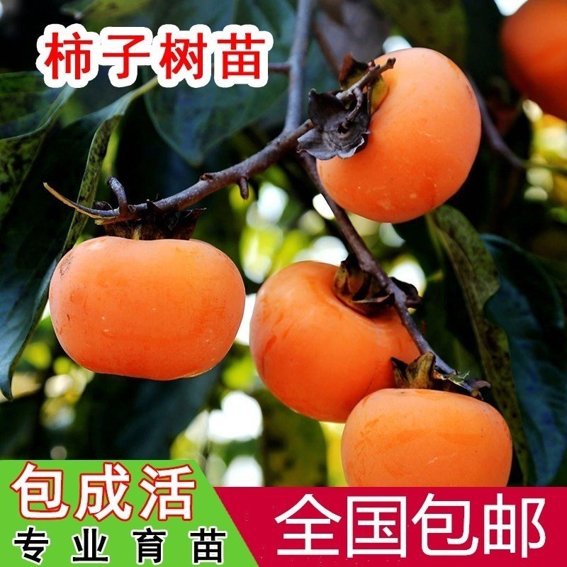 柿子树苗嫁接日本甜脆柿地栽南北方种植特大无核当年结果黑柿