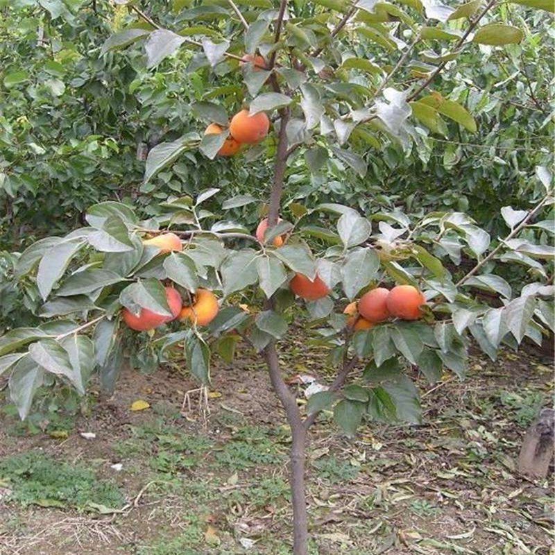 柿子树苗嫁接日本甜脆柿地栽南北方种植特大无核当年结果黑柿