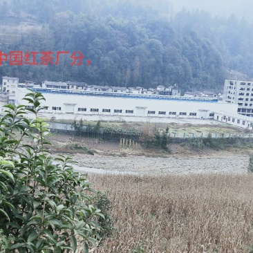 本人有厂房4万平方米，求合伙人仕，只能开𠂆，养殖不行因