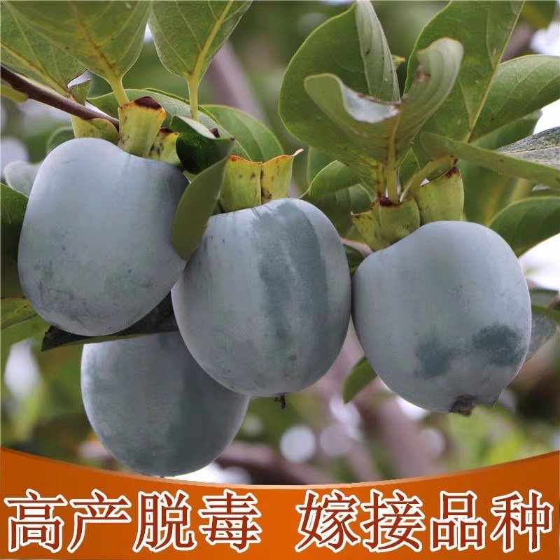 嫁接柿子脆甜特大柿子树苗南方北方种植黑柿子树苗地栽果树苗
