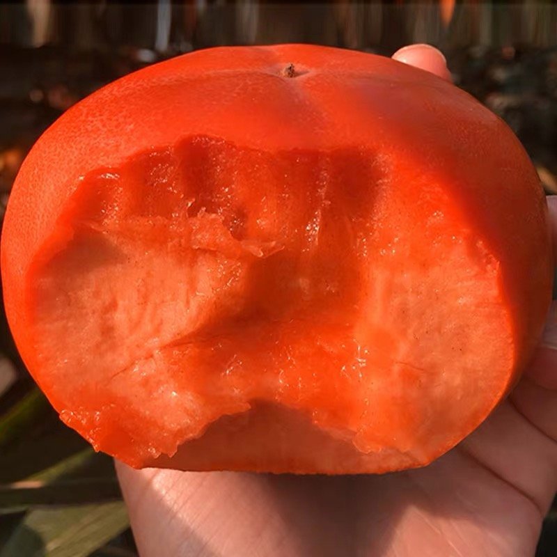 嫁接柿子树苗当年结果南北方种植脱涩脆甜柿子树苗嫁接黑柿子