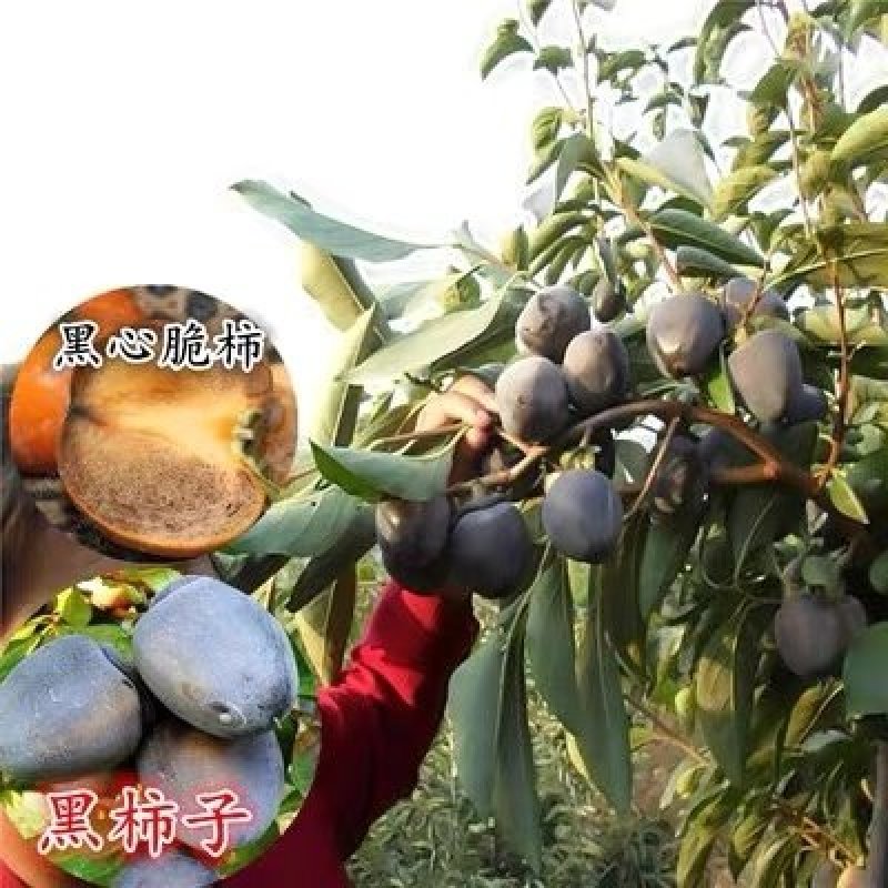 嫁接柿子树苗当年结果南北方种植脱涩脆甜柿子树苗嫁接黑柿子