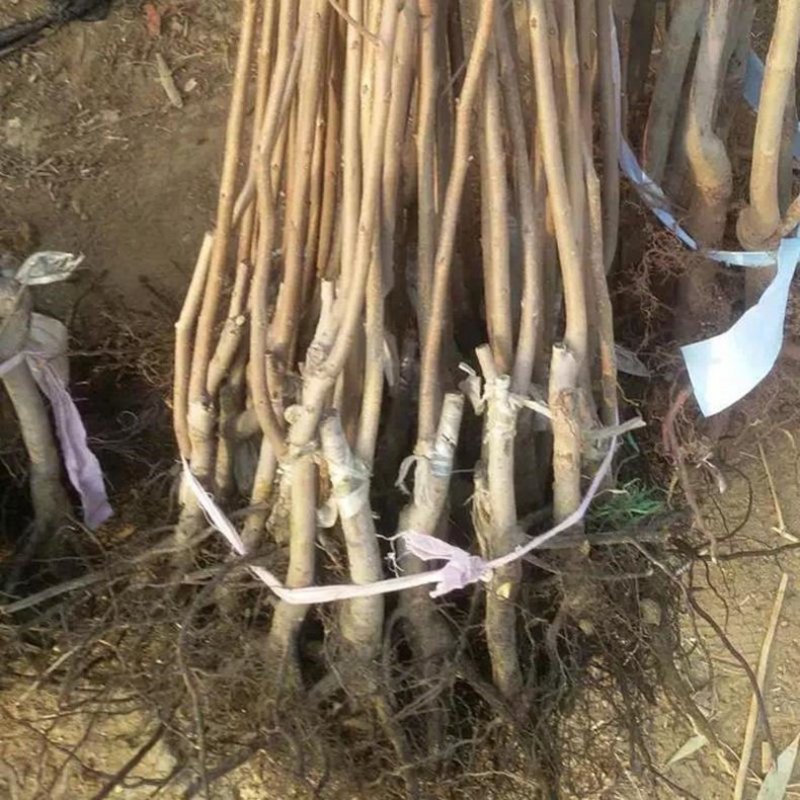 嫁接柿子树苗当年结果南北方种植脱涩脆甜柿子树苗嫁接黑柿子