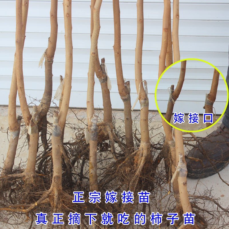 嫁接柿子树苗当年结果南北方种植脱涩脆甜柿子树苗嫁接黑柿子