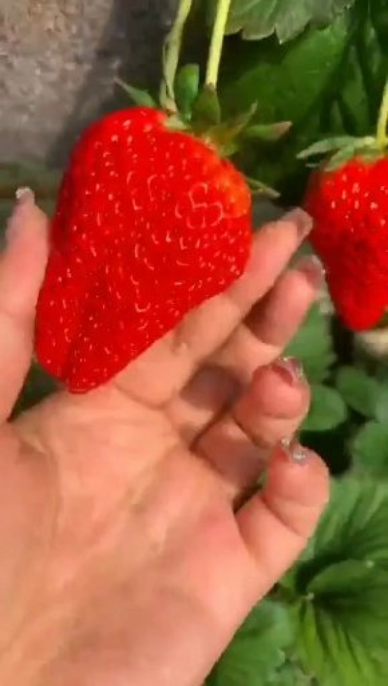 四季草莓苗盆栽地栽食用牛奶草莓苗南北方种植当年结果草莓苗