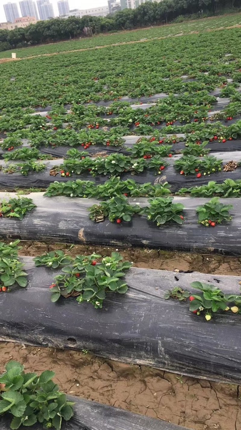 四季草莓苗盆栽地栽食用牛奶草莓苗南北方种植当年结果草莓苗