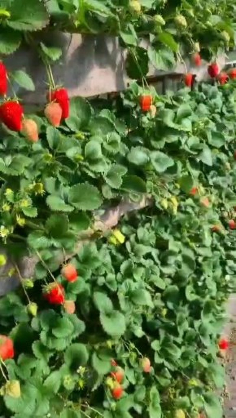 四季草莓苗盆栽地栽食用牛奶草莓苗南北方种植当年结果草莓苗