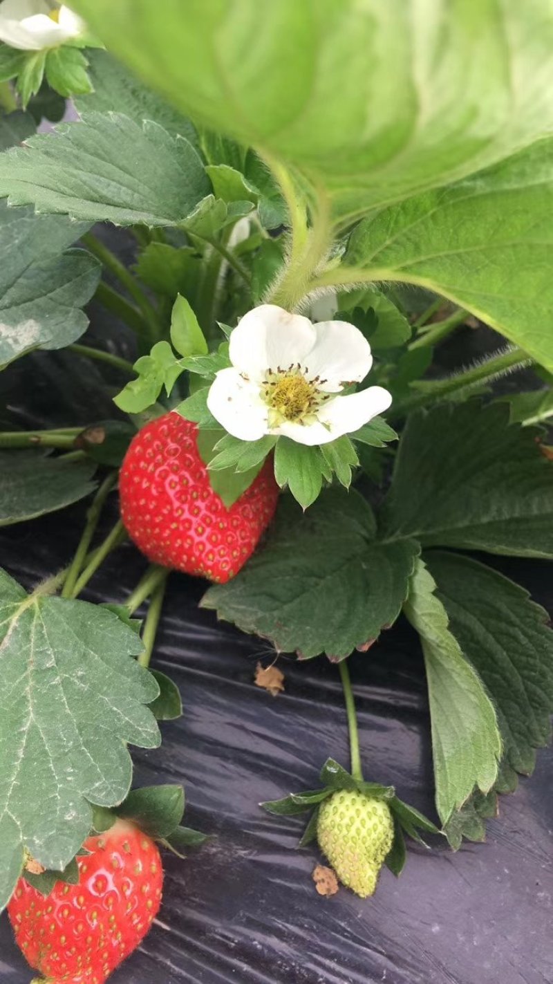 四季草莓苗盆栽地栽食用牛奶草莓苗南北方种植当年结果草莓苗